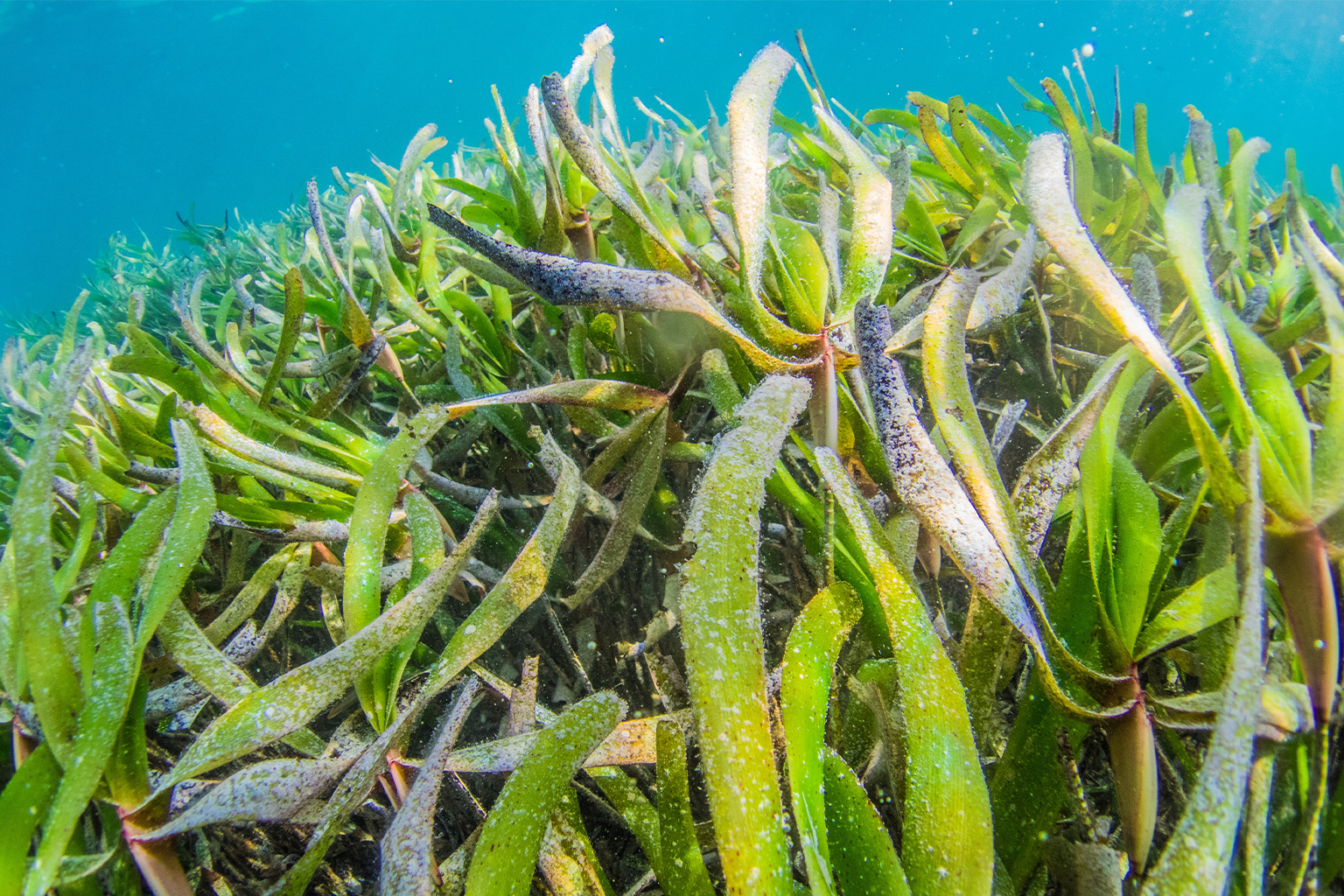 A seagrass meadow in Tanzania. 