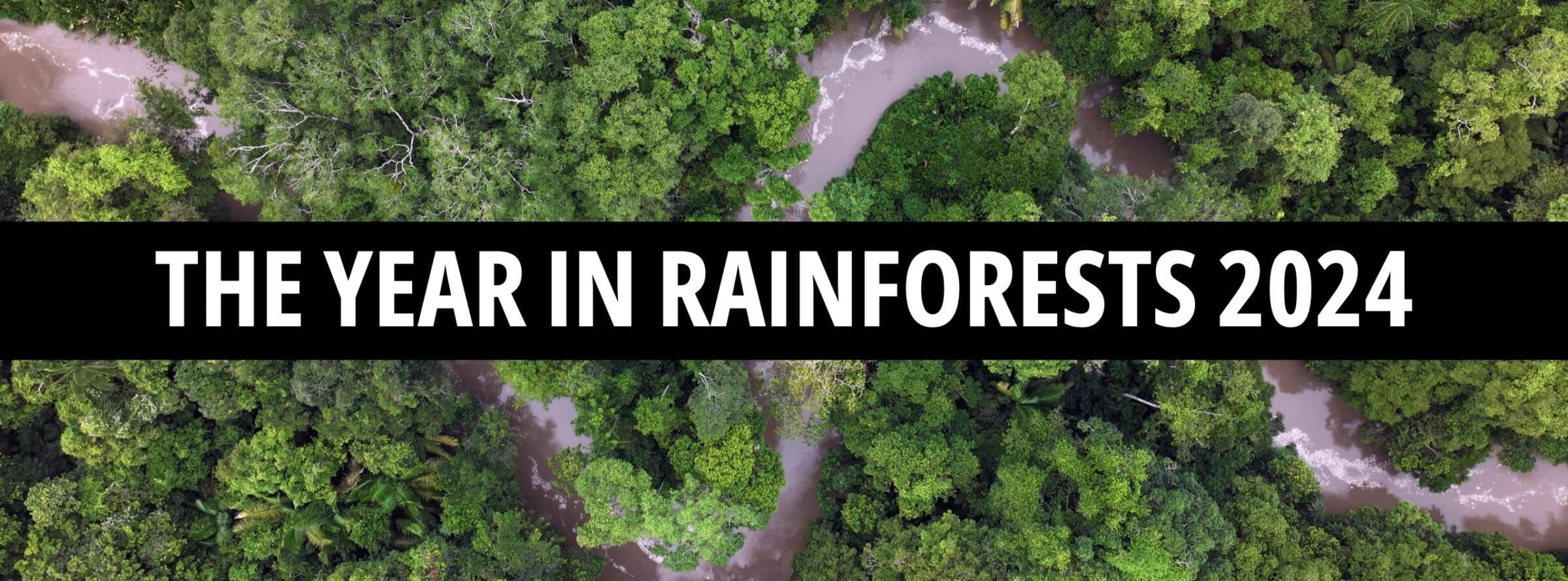YEAR IN RAINFORESTS BANNER