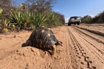 An adult radiated tortoise