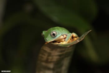 A tiger-legged monkey tree frog