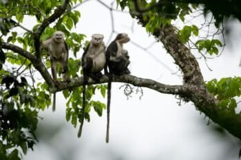 Three Tonkin snub nosed monkeys on a tree branch