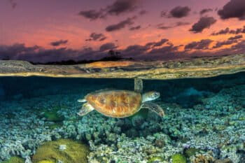 Banner image: A sea turtle swims over a coral reef off the coast of Australia. Image by Jordan Robins via Ocean Image Bank.