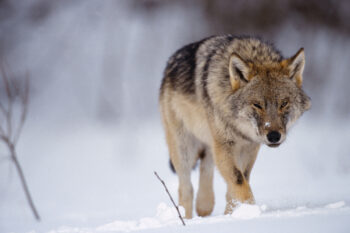 Eurasian wolf (Canis lupus) courtesy of Staffan Widstrand/Swedensbigfive.org.