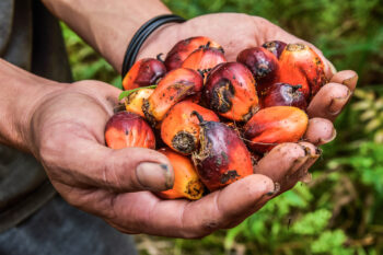 Oil palm fruits harvested in Kalimantan.