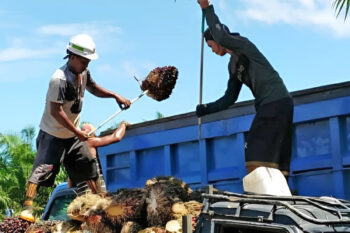 Palm oil farmers in Central Kalimantan.