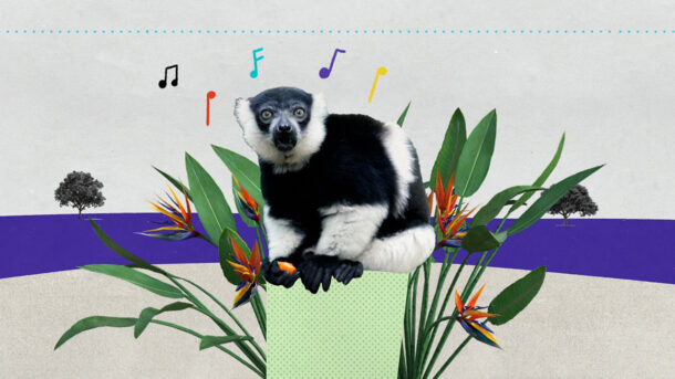What singing lemurs can tell us about the origin of music