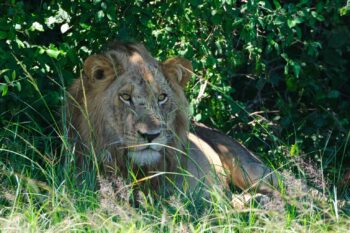 Lion inside Queen Elizabeth National Park. Photo by Ashoka Mukpo for Mongabay.