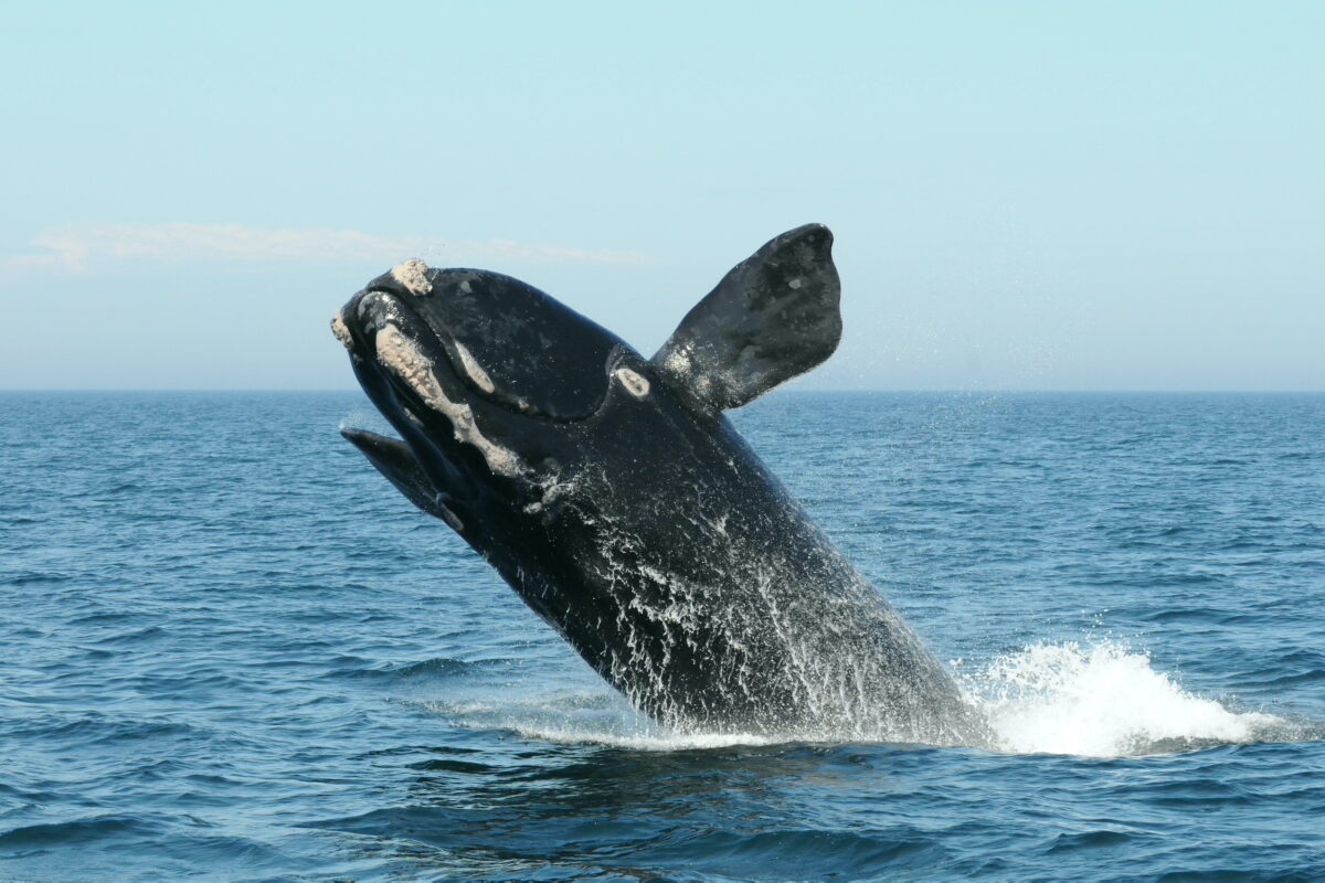 right whale breaching