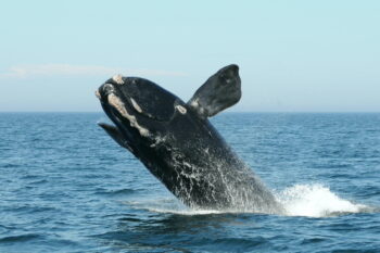 right whale breaching