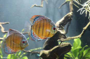 Banner image of discus fish by Rhett A. Butler/Mongabay.