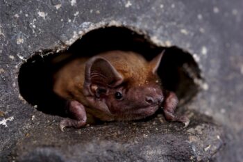 Banner image of a common noctule courtesy of Kamran Safi/Max Planck Institute of Animal Behavior.
