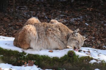Banner image of a Eurasian Lynx by Böhringer Friedrich via Wikimedia Commons (CC BY-SA 2.5).