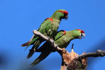 Data from transmitters helped the team identify corridors that are critical for the movements of the thick-billed parrots, which are endangered birds endemic to Mexico.