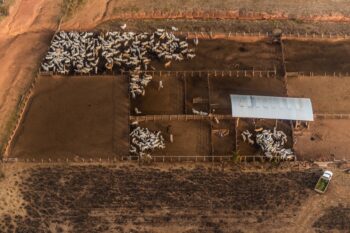 Cattle grazing in the Amazon.