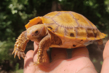 Banner image of one of the released elongated tortoises, courtesy of CCA.