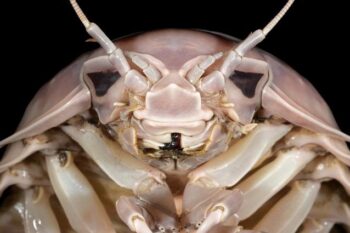 Banner image of Bathynomus vaderi’s head, courtesy of Nguyen Thanh Son