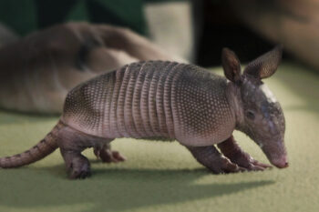 This rescue center saves Rio's wildlife from poachers