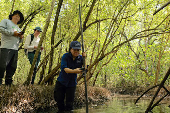 Mangrove restoration, Jiquilisco Bay, El Salvador. Image courtesy of Mangrove Action Project.