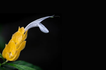 A golden shrimp plant (Pachystachys lutea) in Missouri Botanical Garden.