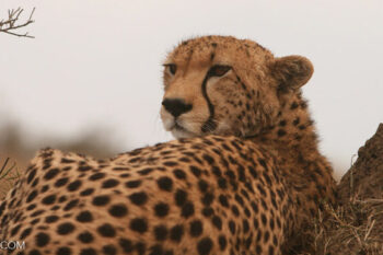 A close-up image of a Cheetah in the Masai Mara National Reserve, Kenya. Image by Rhett A. Butler / Mongabay.