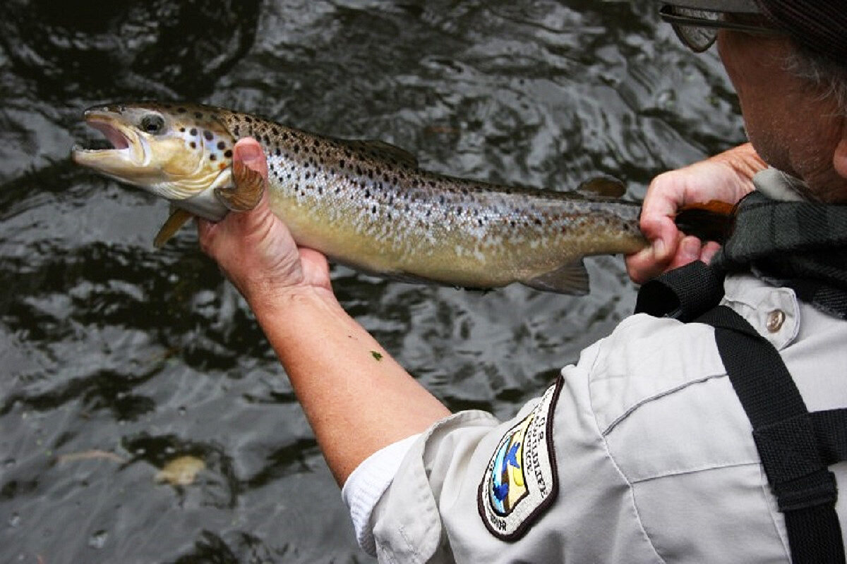 The U.S. Fish and Wildlife Service is working with federal, state and nonprofit partners to restore endangered Atlantic salmon to the Penobscot River watershed in Maine.