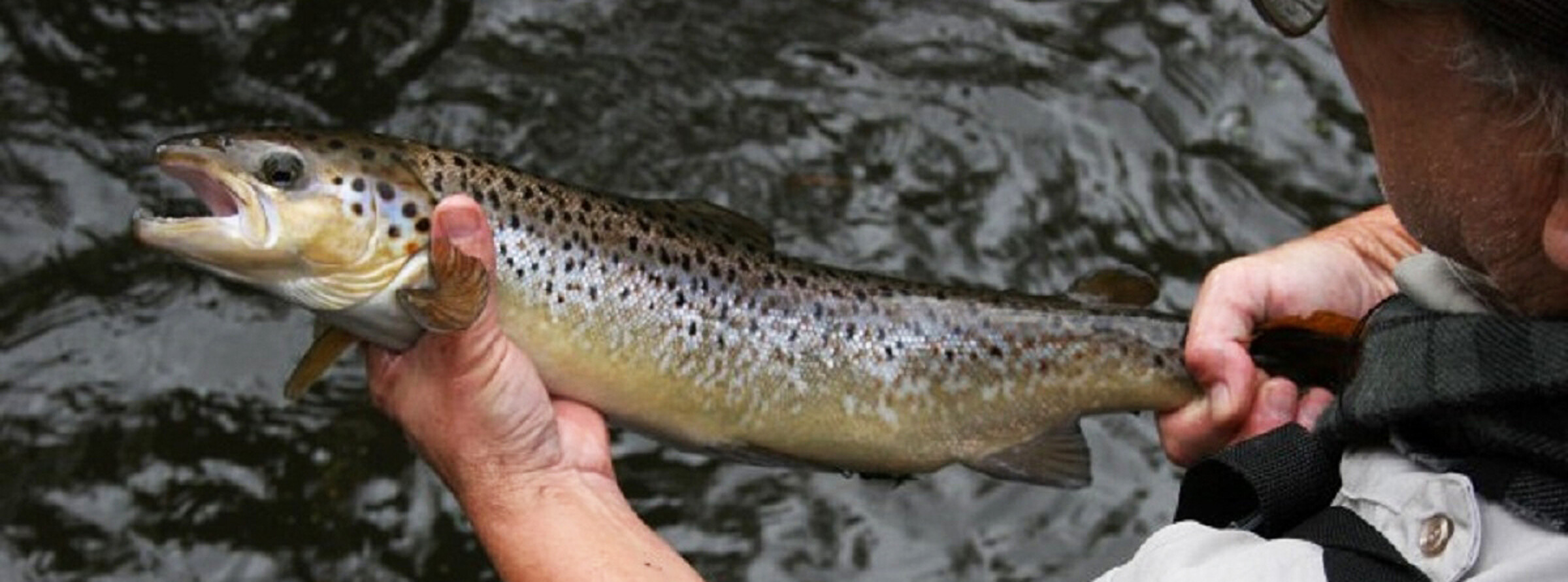 The U.S. Fish and Wildlife Service is working with federal, state and nonprofit partners to restore endangered Atlantic salmon to the Penobscot River watershed in Maine.