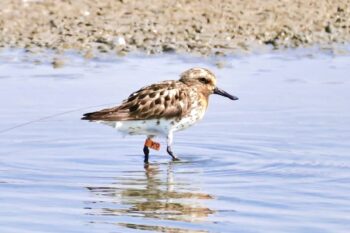 Banner image of the spoon-billed sandpaper dubbed K9, courtesy of Dongming Li.