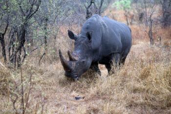 Banner image of a white rhino at Kruger National Park in South Africa, by Rhett A. Butler/Mongabay.