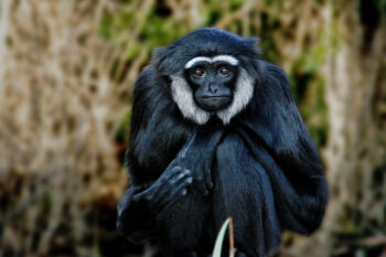 An agile gibbon in Berlin Zoo.