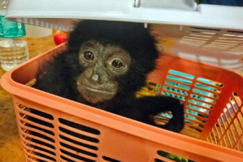 A siamang gibbon seized in Chennai, India in August 2024, along with turtles and pythons. It was being carried in the baggage of a passenger travelling from Bangkok.