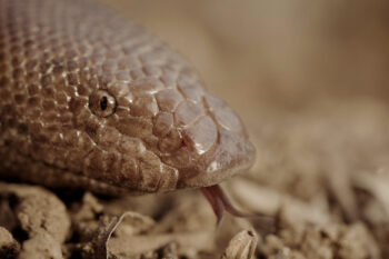 Why is this snake one of the most trafficked species in India? | Wild Targets