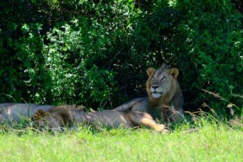 A pride of lions inside Queen Elizabeth National Park. Photo by Ashoka Mukpo for Mongabay.