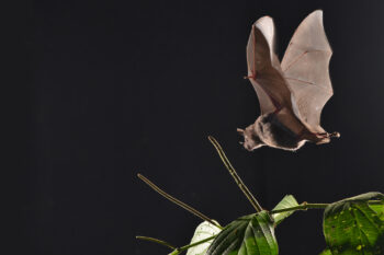 Chemical lures designed to mimic the scent of ripe fruit have helped attract fruit-eating bats from the genus Carollia, such as Seba's short-tailed bat (C. perspicillata).