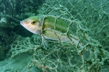 An entangled fish