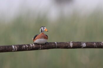 An African pygmy goose.
