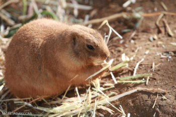 Banner image of a black-tailed prairie dog by Rhett A. Butler/Mongabay.