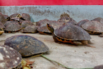 Seized live turtles belonging to Pangshura tecta, Morenia petersi and Lissemys punctata species temporarily sheltered at the Forest Department enclosures before releasing them into the wild again.