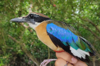 A mangrove pitta