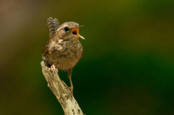 A Pacific wren (Troglodytes pacificus).