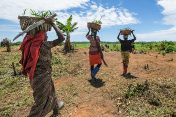 An acacia plantation in the Democratic Republic of Congo by Axel Fassio/CIFOR via Flickr (CC BY-NC-ND 2.0).
