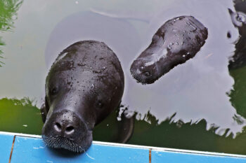 Amazonian manatees at a rescue center in Peru.