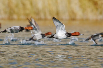 Common pochard (Aythya ferina) photographed in Pakistan.