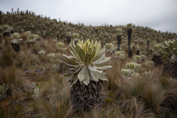 frailejon tree paramo Ecuador