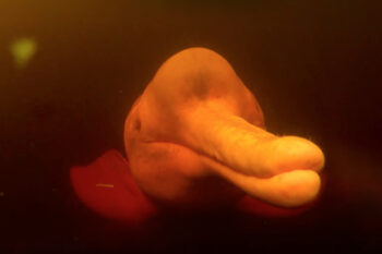 Why is this endangered dolphin being killed to make "love perfumes"?