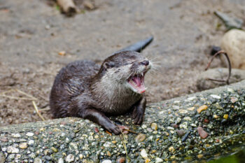 Asian small-clawed otter (Aonyx cinereus) photographed in a zoo.
