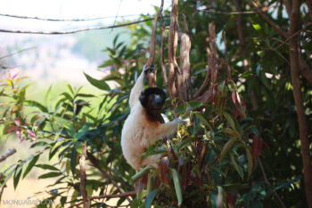 Banner image of crowned sifaka by Rhett A. Butler/Mongabay.