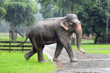 The makuna photographed in Sauraha, Chitwan in September 2024. Image courtesy of Madhu Chetri.