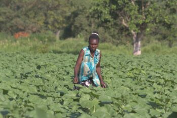 A woman stands in a field, waist-deep in the green of her crops, trees visible in the background. Image by Pat Larubi for Mongabay.