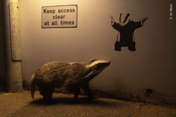 Banner image of “No Access,” a photograph of a Eurasian badger by Ian Wood/Wildlife Photographer of the Year.