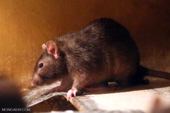 Banner image of a roof rat (Rattus rattus) by Rhett A. Butler/Mongabay.